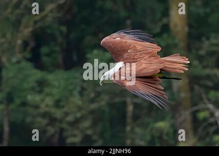 Brahminy kite en vol dans une forêt, Indonésie Banque D'Images