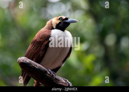 Cendrashih oiseau perché sur une branche d'un arbre, Indonésie Banque D'Images
