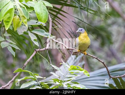 Pigeon jaune vert repose sur un arbre dans le jardin Banque D'Images