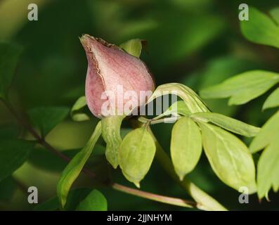 Pivoine au printemps a fleuri une grande fleur dans le parc de la ville de Kiev macro tourné en gros plan sur un été ensoleillé jour Banque D'Images