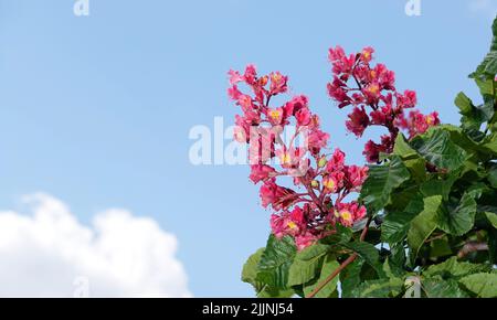 Châtaignier rouge rare à fleurs Banque D'Images