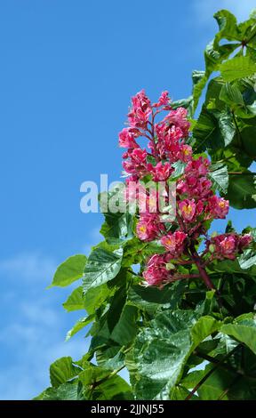 Châtaignier rouge rare à fleurs Banque D'Images