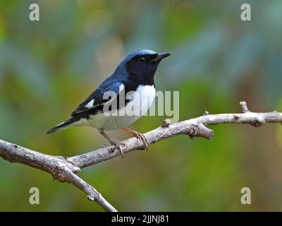 Un sélectif d'une paruline bleue à gorge noire (Setophaga caerulescens) sur une branche Banque D'Images