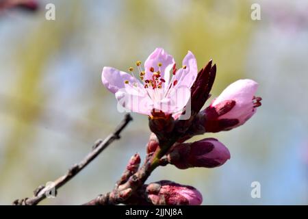 Gros plan sur les fleurs d'amande pourpres Banque D'Images