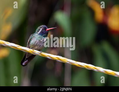 Gros plan d'un colibri à oreilles blanches assis sur la corde Banque D'Images