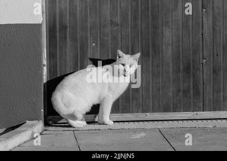 Photo en niveaux de gris d'un portrait de chat blanc sur un arrière-plan de clôture Banque D'Images