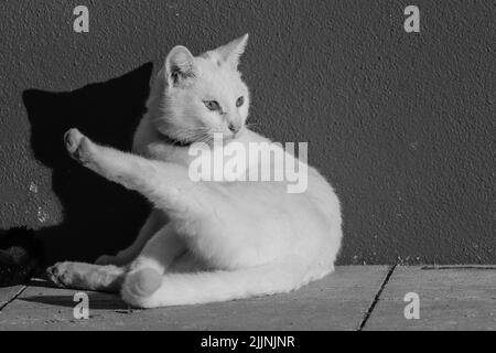 Une photo en niveaux de gris d'un chat mignon assis sur un sol Banque D'Images