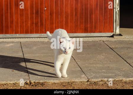 Un portrait en gros plan d'un beau chat blanc aux yeux bleus Banque D'Images