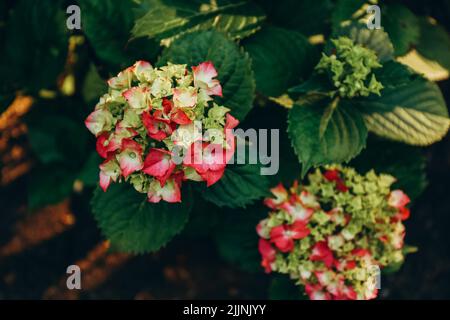 Fleur d'hortensia rose et verte qui fleurit dans un jardin à la lumière du coucher du soleil Banque D'Images