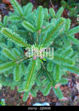 Une photo sélective d'un petit arbre d'épinette noire (Picea mariana) avec des bourgeons Banque D'Images