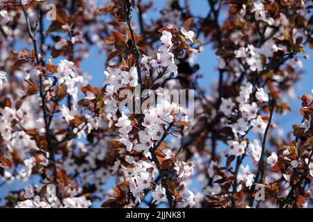 Les pomiers fleurissent au printemps, parsement toutes ses branches de fleurs blanches en gros plan, jour d'été dans la nature Banque D'Images