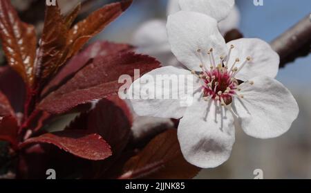 Les pomiers fleurissent au printemps, parsement toutes ses branches de fleurs blanches en gros plan, jour d'été dans la nature Banque D'Images