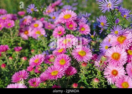 Aster d'automne fleuri, symphyotrichum, dans le jardin Banque D'Images