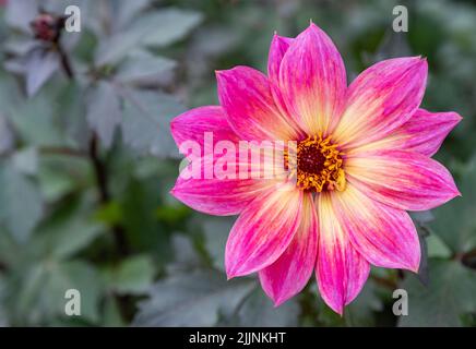 Gros plan d'un Dahlia Australis rose dans les jardins fleuris de RHS Wisley, Hampshire Banque D'Images