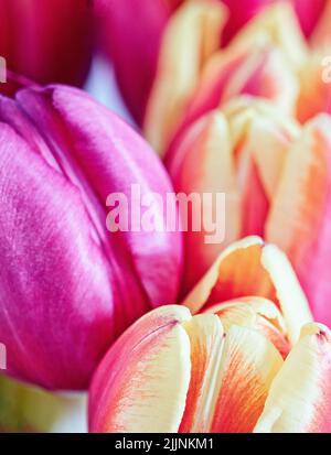 Gros plan de tulipes rouges et roses en fleurs, fond vertical Banque D'Images