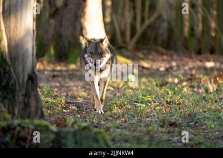 Un beau loup gris marchant seul vers le spectateur dans la forêt Banque D'Images