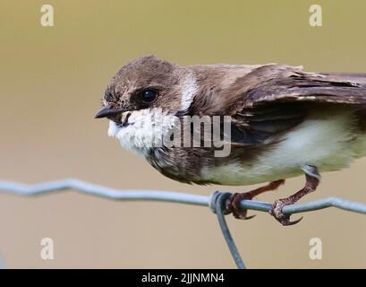 Dranske Auf Ruegen, Allemagne. 13th juillet 2022. 13.07.2022, Dranske. Un Martin de sable (Riparia riparia) se trouve sur une clôture dans le nord de Ruegen près de Dranske. Les hirondelles nichent et se reproduisent ici sur la côte escarpée de la mer Baltique, pour chasser les insectes qu'ils volent vers les prés naturels voisins. Crédit: Wolfram Steinberg/dpa crédit: Wolfram Steinberg/dpa/Alay Live News Banque D'Images