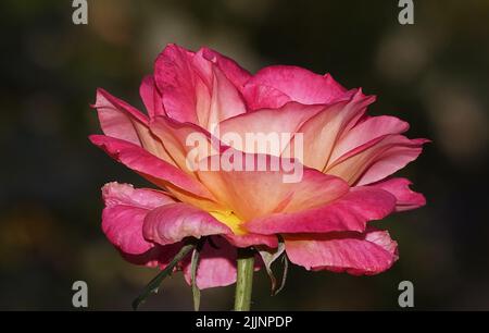 Roses de différentes variétés et espèces en gros plan Banque D'Images