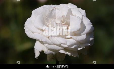 Roses de différentes variétés et espèces en gros plan Banque D'Images