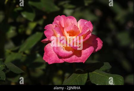 Roses de différentes variétés et espèces en gros plan Banque D'Images