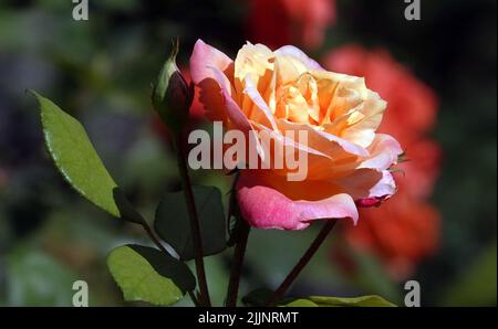 Roses de différentes variétés et espèces en gros plan Banque D'Images