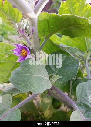 Gros plan vertical d'une plante d'aubergine qui pousse dans la nature Banque D'Images