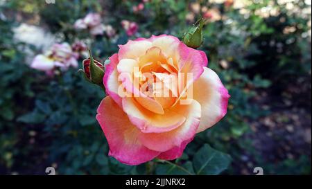 Roses de différentes variétés et espèces en gros plan Banque D'Images