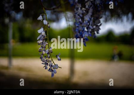 Un gros cliché de fleurs de Wisteria pourpres sur le fond flou du parc Banque D'Images