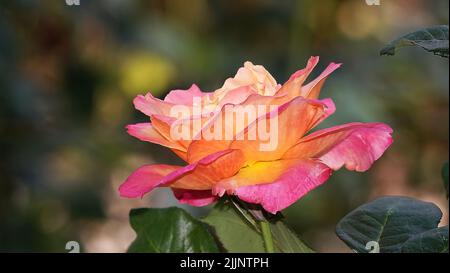 Roses de différentes variétés et espèces en gros plan Banque D'Images