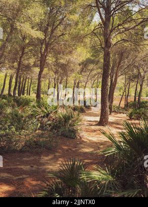 Sentier de randonnée et arbres à Cala na clara Mallorca Banque D'Images