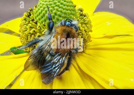 L'arbre Bumblebee ou le nouveau jardin Bumblebee (Bombus hypnorum) est une espèce de plomb Banque D'Images