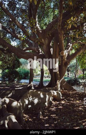 Un cliché vertical d'un grand arbre déformé dans le jardin botanique de Cagliari Banque D'Images