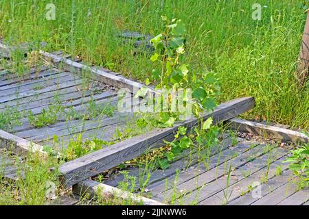 ancienne clôture en bois abandonnée sous herbe verte, zone de tchernobyl, diversité des prypat Banque D'Images