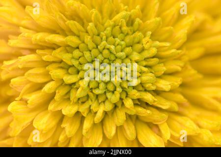 Fond naturel des pétales motifs de fleur jaune plein cadre pour l'arrière-plan. Utilisation de la mise au point sélective. Banque D'Images