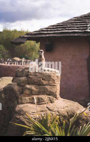 Une photo verticale de meerkat assis sur le rocher dans le parc animalier du Yorkshire Banque D'Images