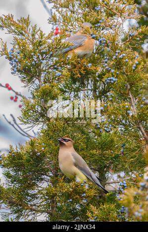 Un cliché sélectif de la cirage de cèdre et du bluebird de l'est perchés sur un arbre dans le Connecticut, aux États-Unis Banque D'Images