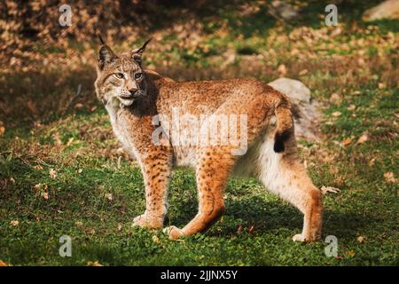 Une belle photo d'un lynx eurasien marchant sur l'herbe dans la forêt en plein soleil Banque D'Images