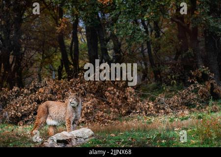 Une belle photo d'un lynx eurasien marchant dans la forêt en automne pendant la journée Banque D'Images