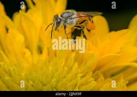 Abeille sur le dessus des pétales de fleur jaune. Mise au point sélective utilisée. Banque D'Images