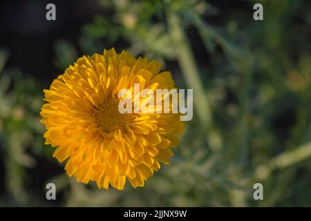 Marigold bijli fleur entièrement fleuri sur la plante. Lumière du soir sur elle avec arrière-plan flou en utilisant la mise au point sélective. Banque D'Images