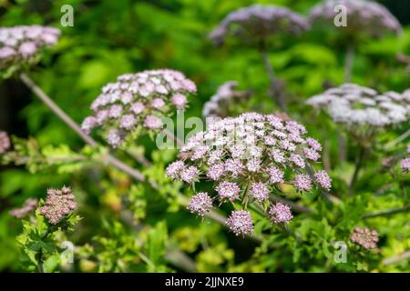 Gros plan des fleurs de cerfeuil poilu (chaerophyllum hirsutum roseum) en fleurs Banque D'Images