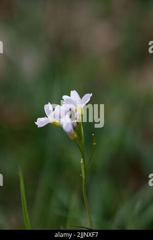 Photo sélective d'une fleur de coucou isolée sur un arrière-plan flou Banque D'Images