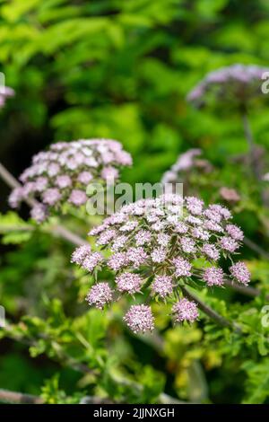 Gros plan des fleurs de cerfeuil poilu (chaerophyllum hirsutum roseum) en fleurs Banque D'Images