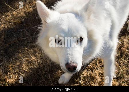 Shepard suisse blanc, portrait de chien blanc et lumière du soleil Banque D'Images