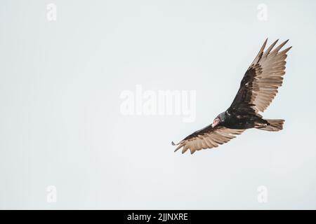 Un gros plan de la vautour de la turquie volant dans le ciel. Cathartes aura. Banque D'Images