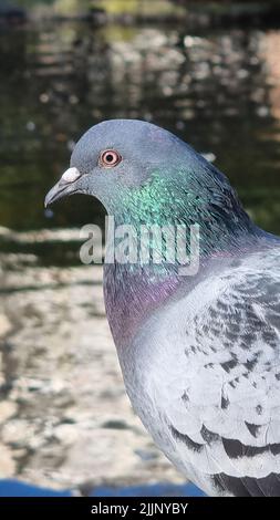 Un gros plan vertical d'une colombe de roche, d'un pigeon de roche ou d'un pigeon commun. Banque D'Images