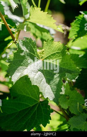 Un gros plan vertical de feuilles de raisin avec des rayons du soleil Banque D'Images