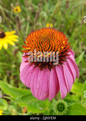 Un sélectif d'un conefé pourpre de l'est (Echinacea purpurea) dans un jardin Banque D'Images