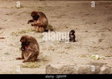 un groupe de singes s'assoient sur un rocher et mangent des légumes dans leur habitat naturel. Animaux sauvages. Banque D'Images