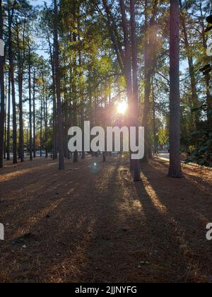 Une vue des rayons du soleil pénétrant à travers les arbres dans une forêt dense Banque D'Images